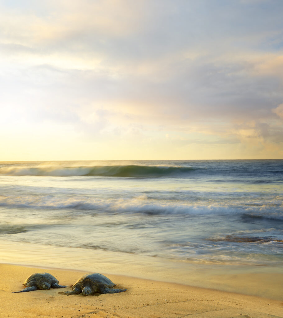 A fine art photograph of two turtles resting on a Hawaiian beach.