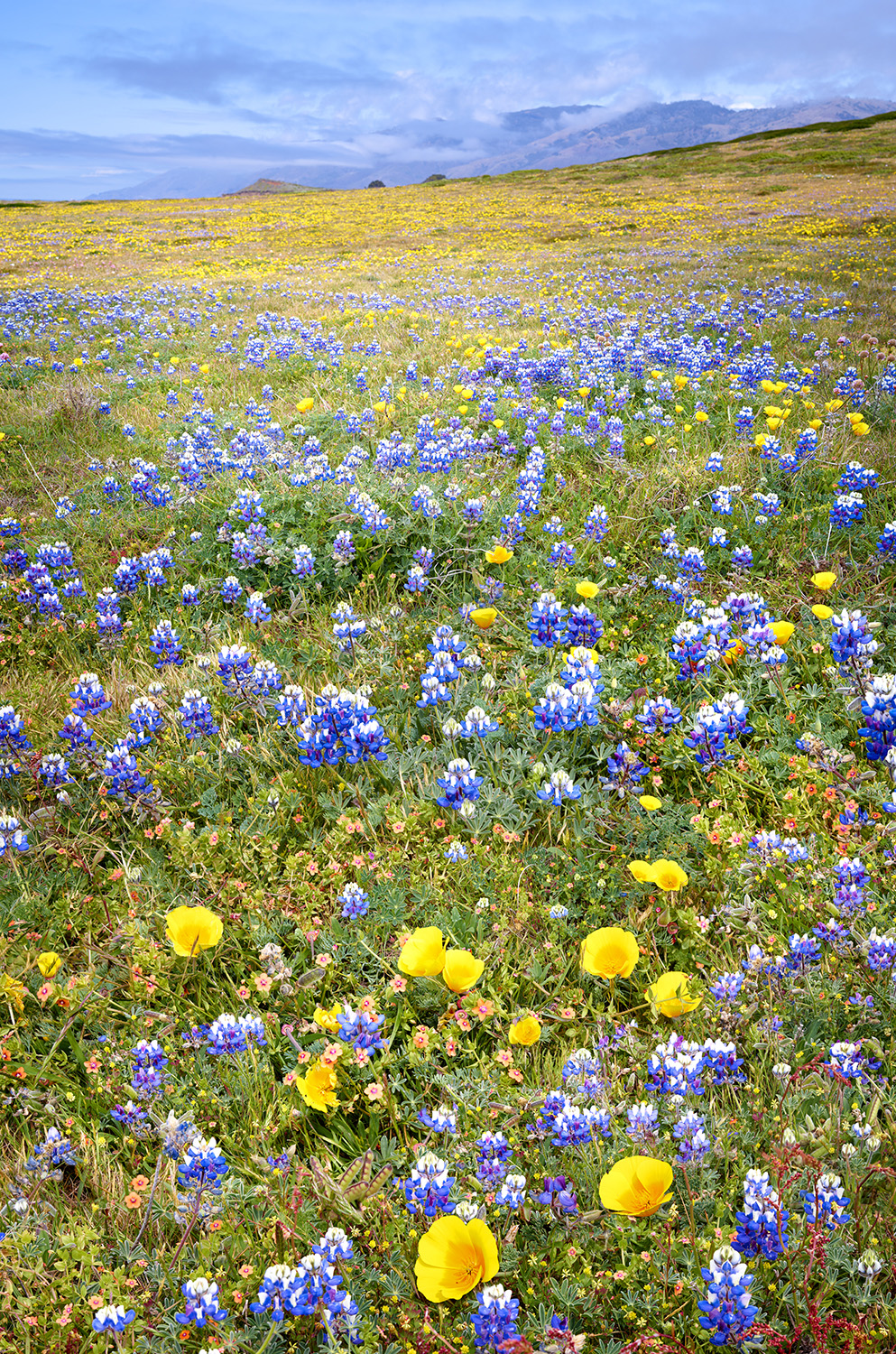 Wildflowers, poppies and Lupine along the central coast of California.