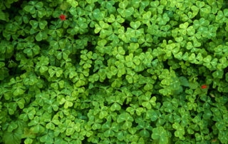 Find the four leaf clover among hundreds of clovers.