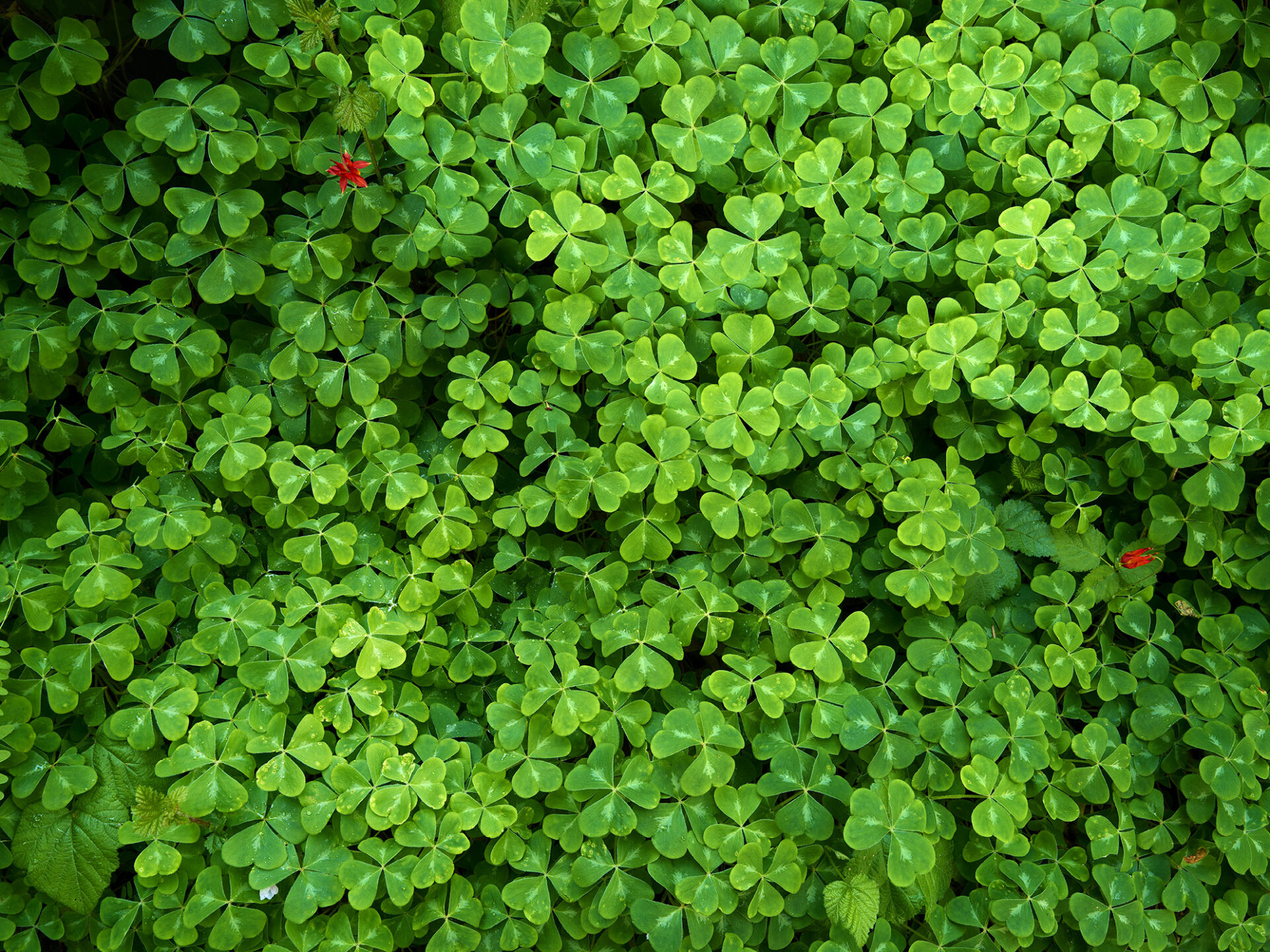 Find the four leaf clover among hundreds of clovers.