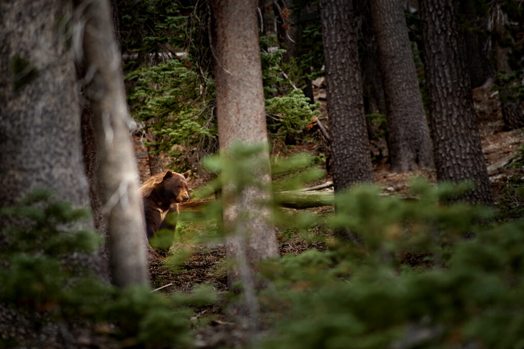 A bear sits in the woods of by Mammoth Lakes in the eastern sierras.