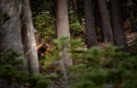 A bear sits in the woods of by Mammoth Lakes in the eastern sierras.