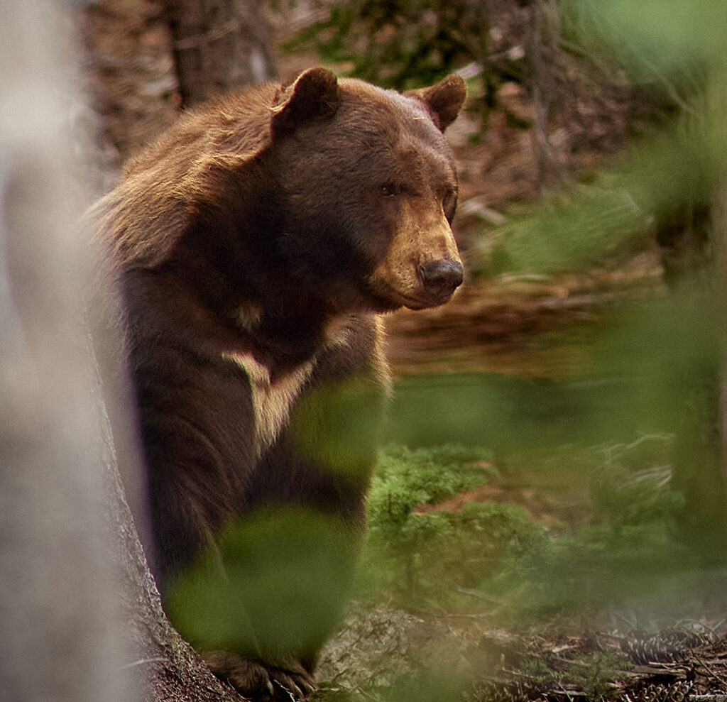 A bear sits in the woods of Mammoth Lakes.