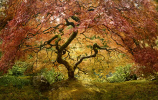 Fine art photograph of a beautiful Japanese maple tree at the Portland Japanese garden.