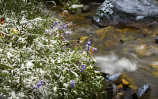 Fine art image of a storm hits covering wildflowers in snow.