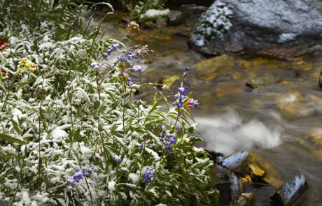 Fine art image of a storm hits covering wildflowers in snow.