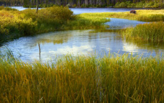 A beautiful photograph of a bear out in the wild in the by a mountain lake in the Mammoth Lakes area.