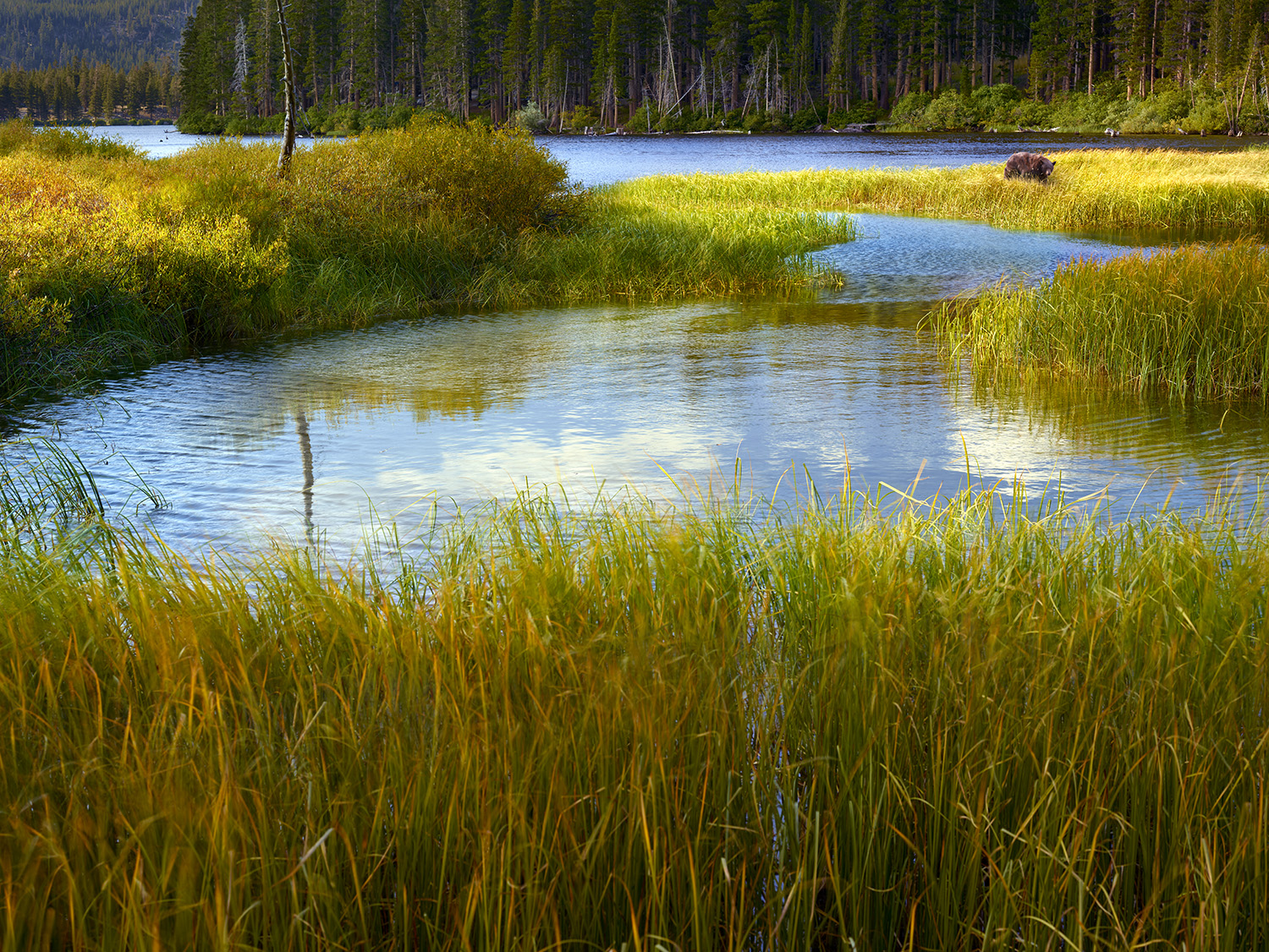 A beautiful photograph of a bear out in the wild in the by a mountain lake in the Mammoth Lakes area.