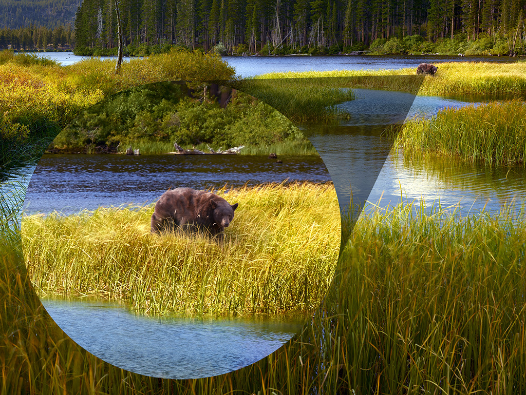 A photograph of a bear on a lake