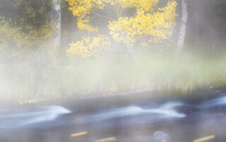 Fine art limited edition photograph of a yellow aspen tree next to a creek on a cold morning.