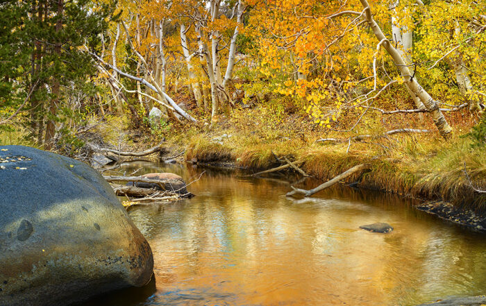 A serene creek reflecting the brilliant yellows and oranges of the aspen trees lining its banks.