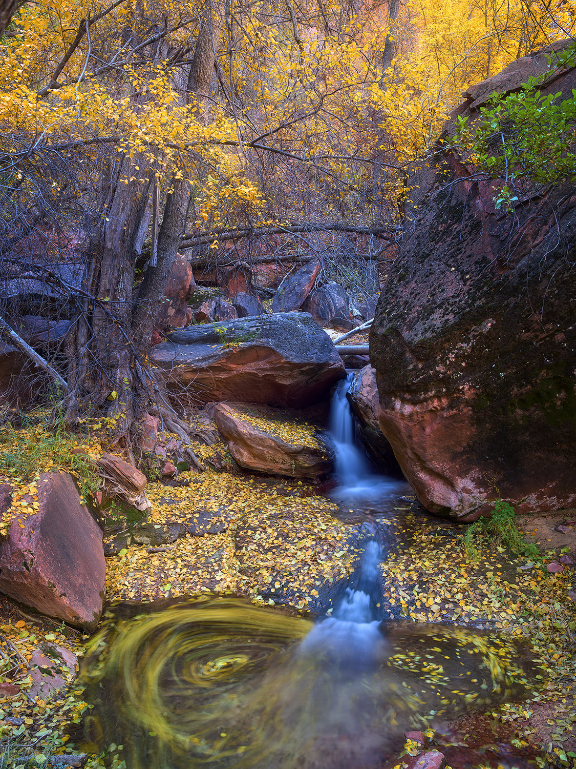 A secret little hidden place in the slot canyon of Zion National Park, where the autumn leaves have fallen.