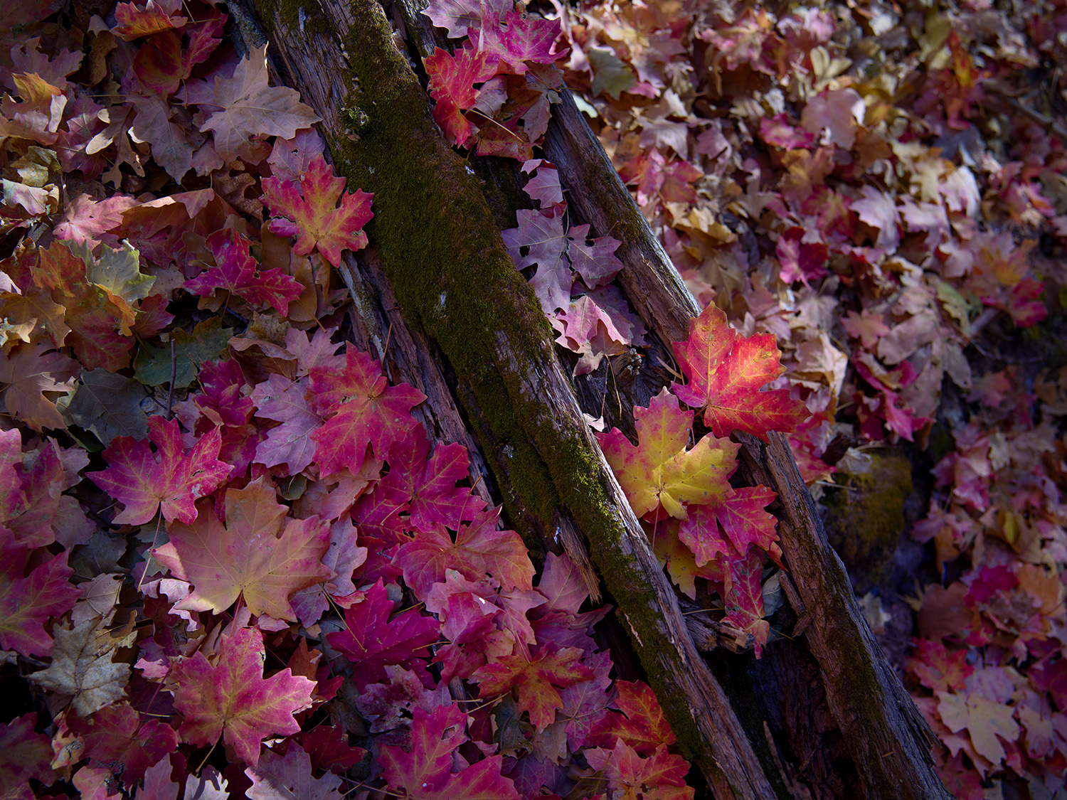 A fine art photograph of Autumn Leaves in a slot canyon just outside of Zion National Park.