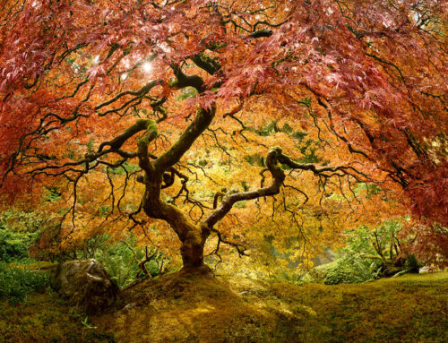 Forests & Trees