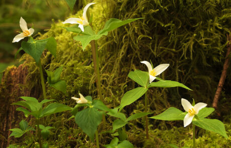 Oregon Wildflowers
